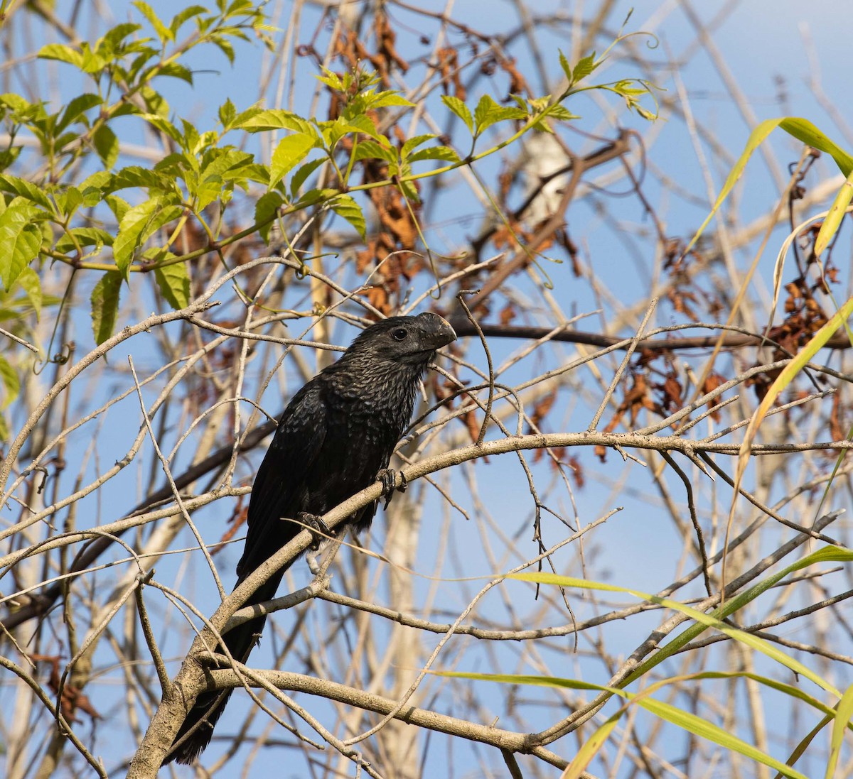 Smooth-billed Ani - ML646524333
