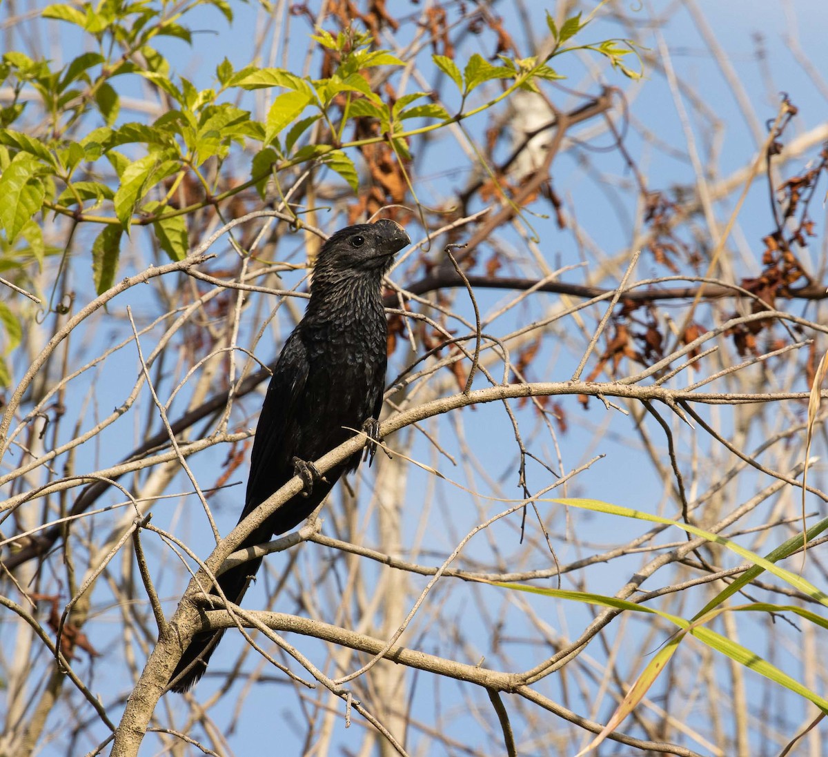 Smooth-billed Ani - ML646524334