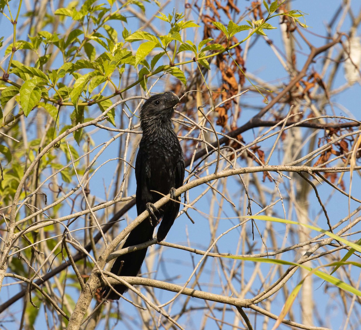 Smooth-billed Ani - ML646524335