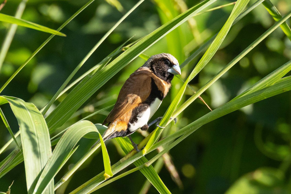 Capuchino Pechicastaño - ML646524337