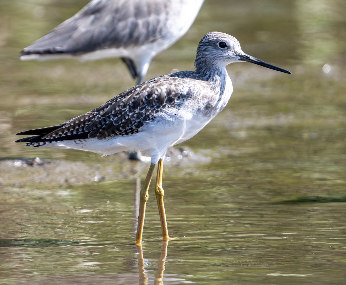 Greater Yellowlegs - ML646524338