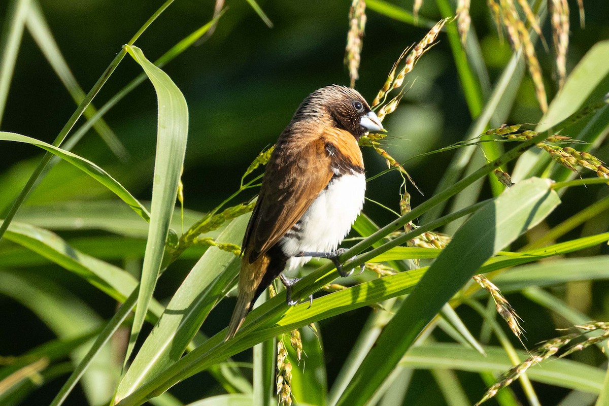 Capuchino Pechicastaño - ML646524339