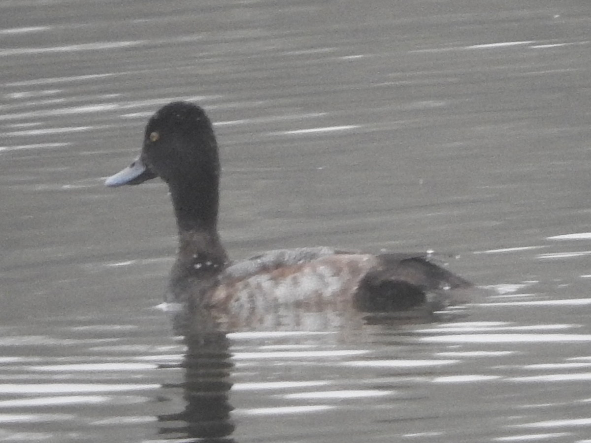 コスズガモ - ML646524340