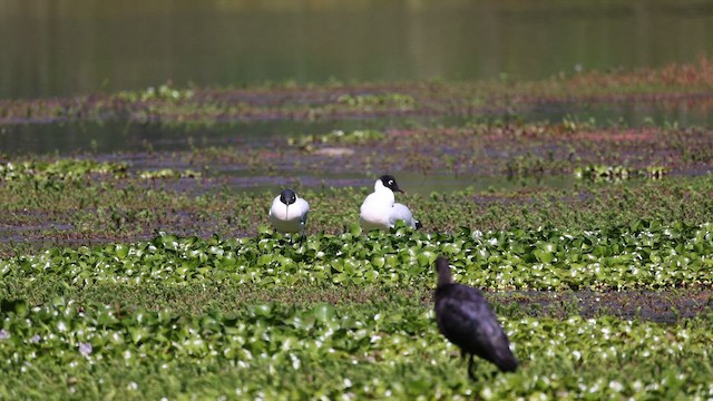Andean Gull - ML646524343