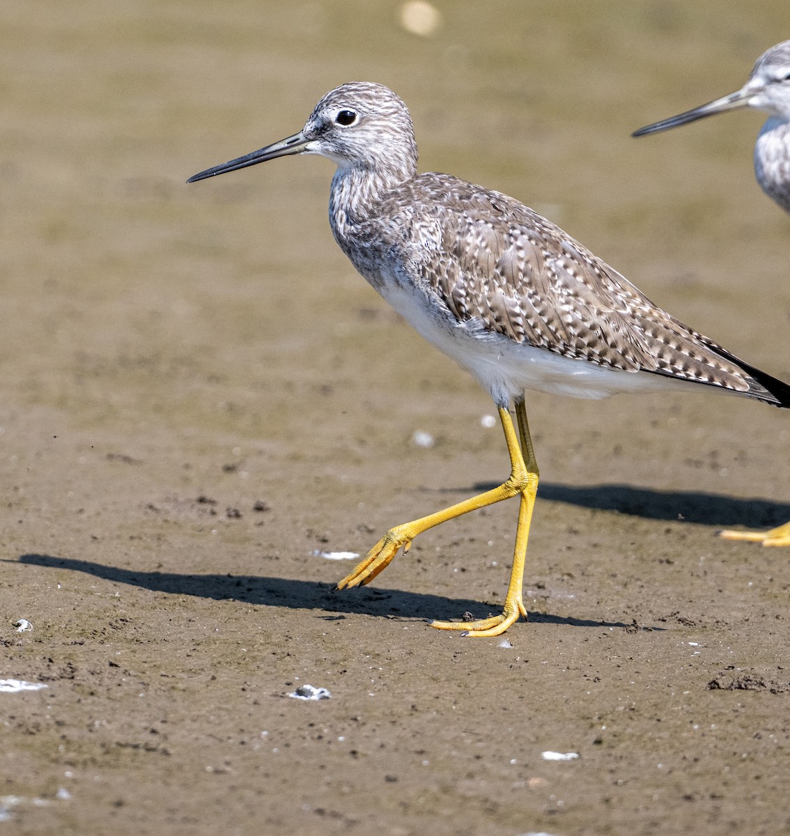 Greater Yellowlegs - ML646524345