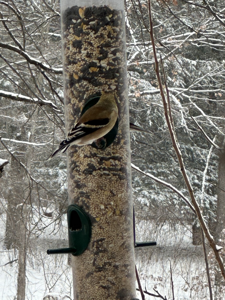 American Goldfinch - ML646524346