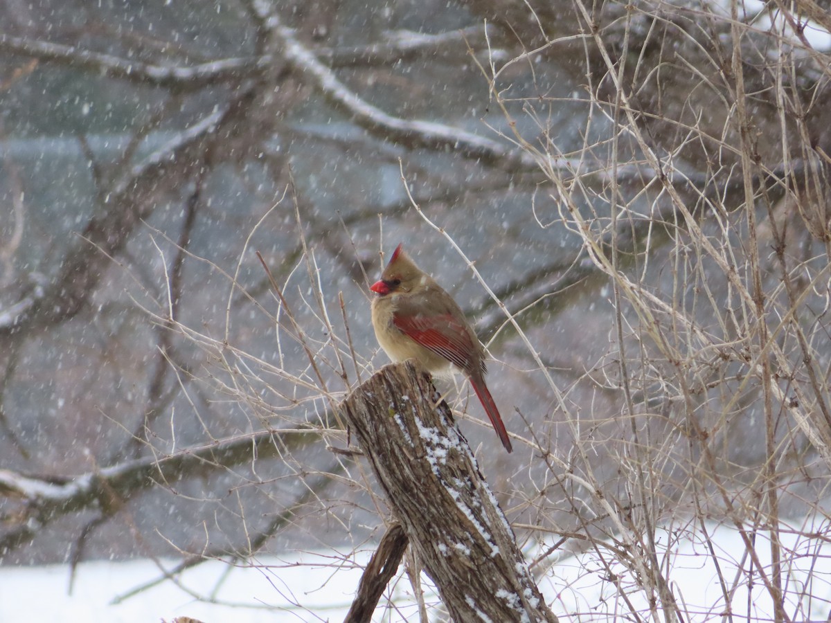 Kardinal arrunta - ML646524349