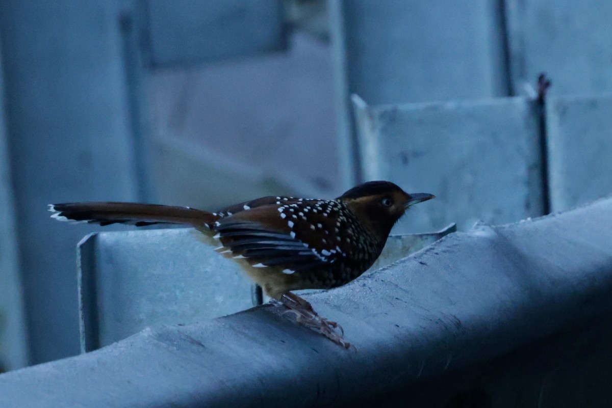 Spotted Laughingthrush - ML646524351
