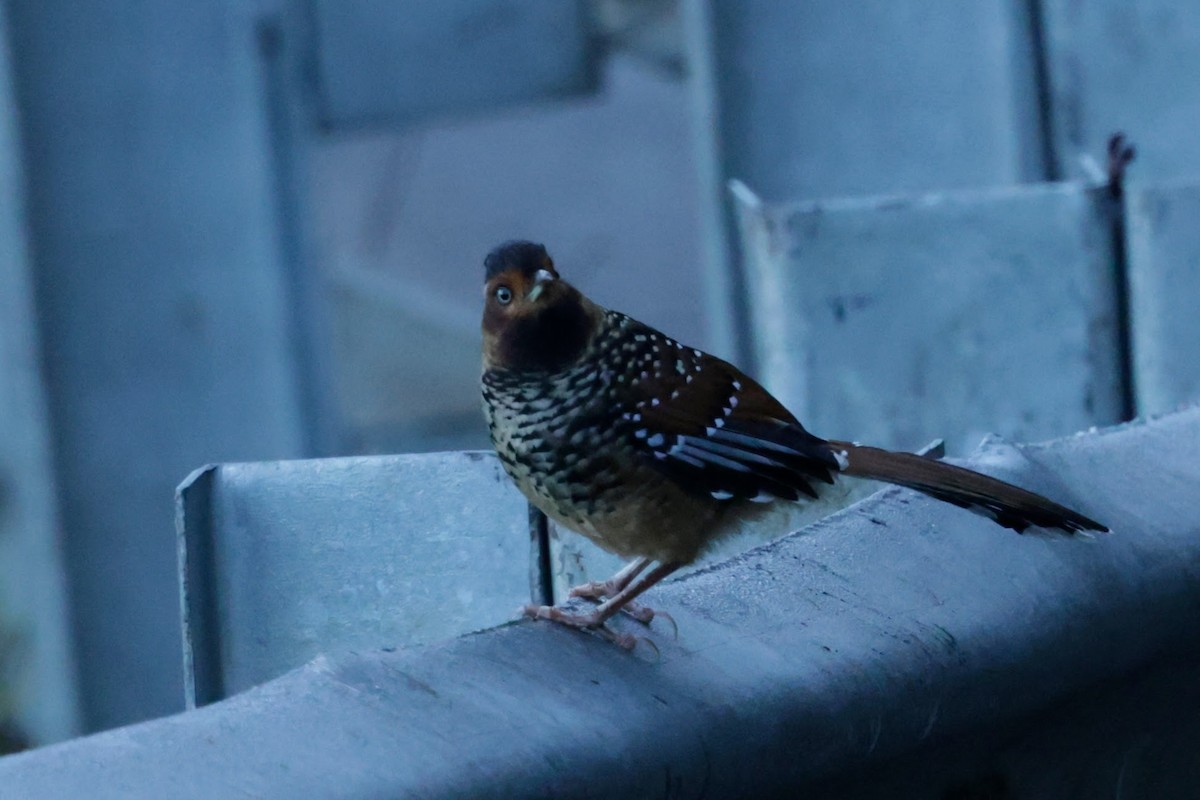 Spotted Laughingthrush - ML646524352