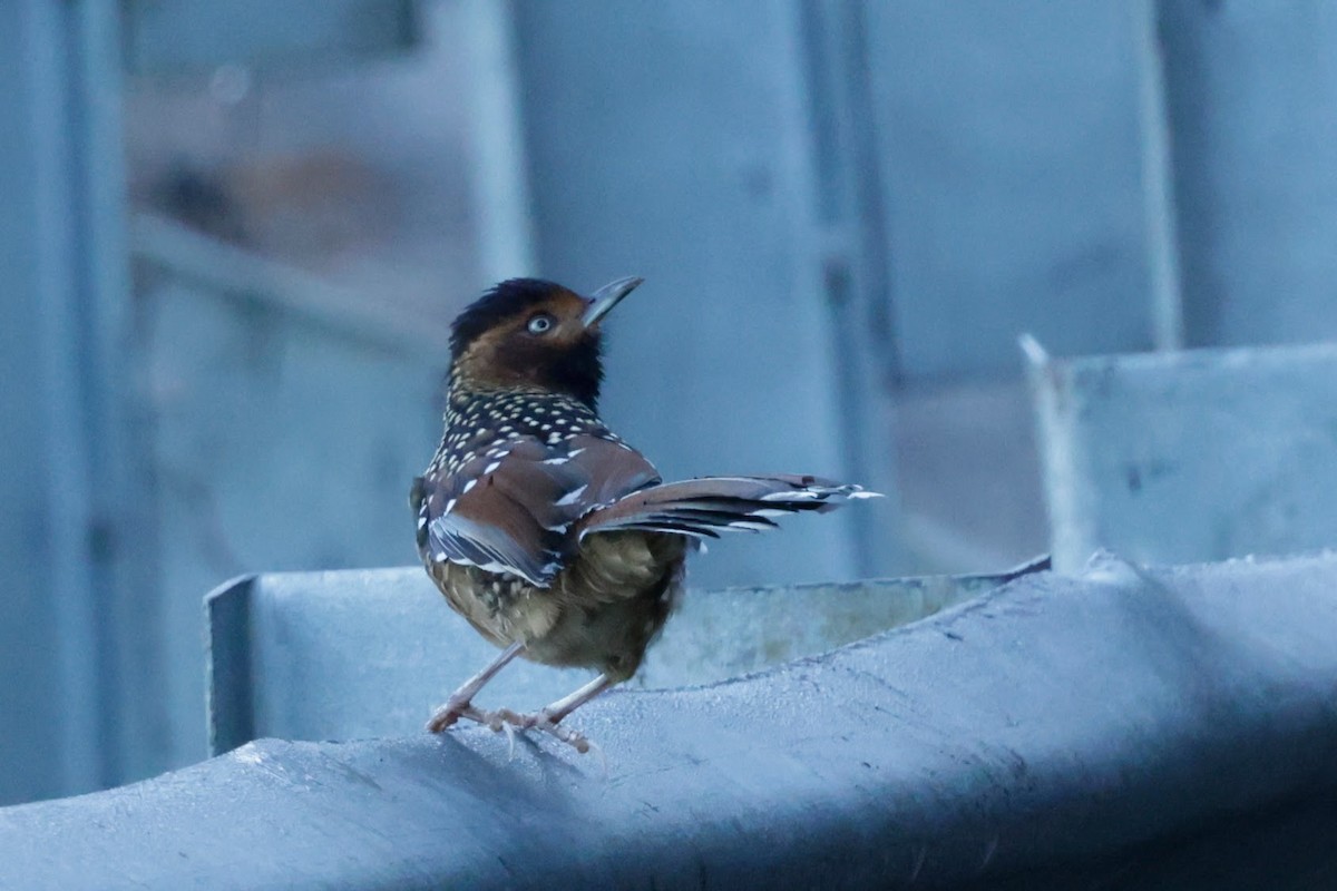 Spotted Laughingthrush - ML646524353