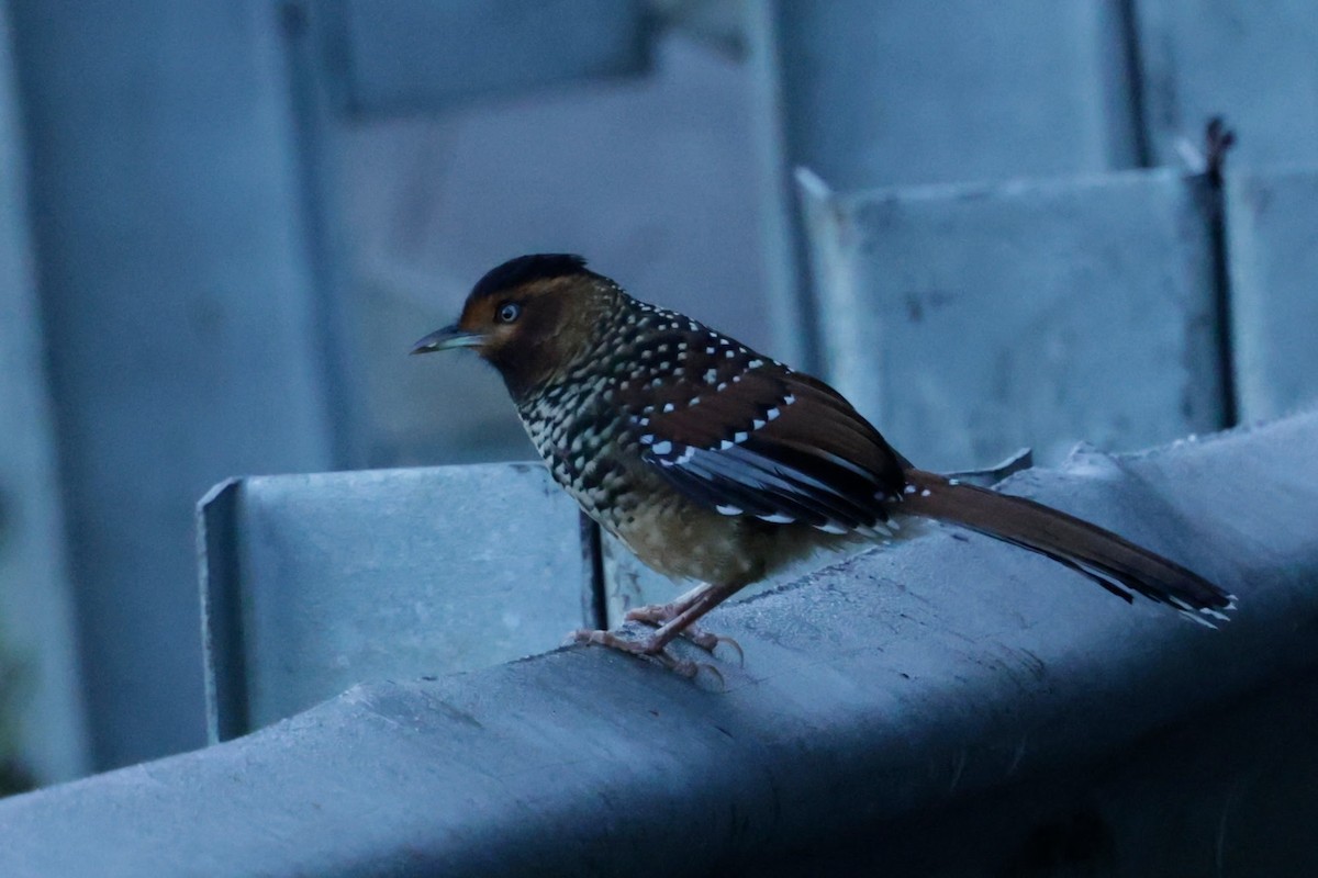 Spotted Laughingthrush - ML646524355