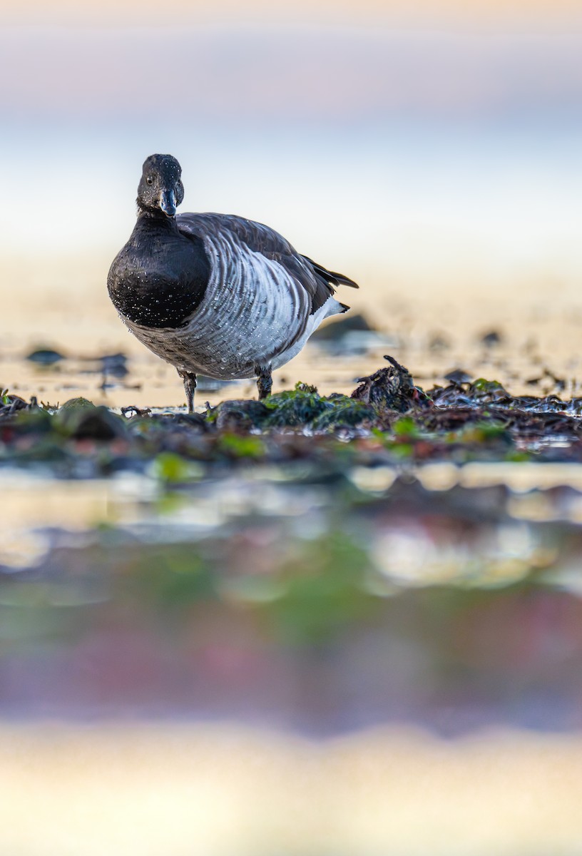 Brant (Pale-bellied) - ML646524359