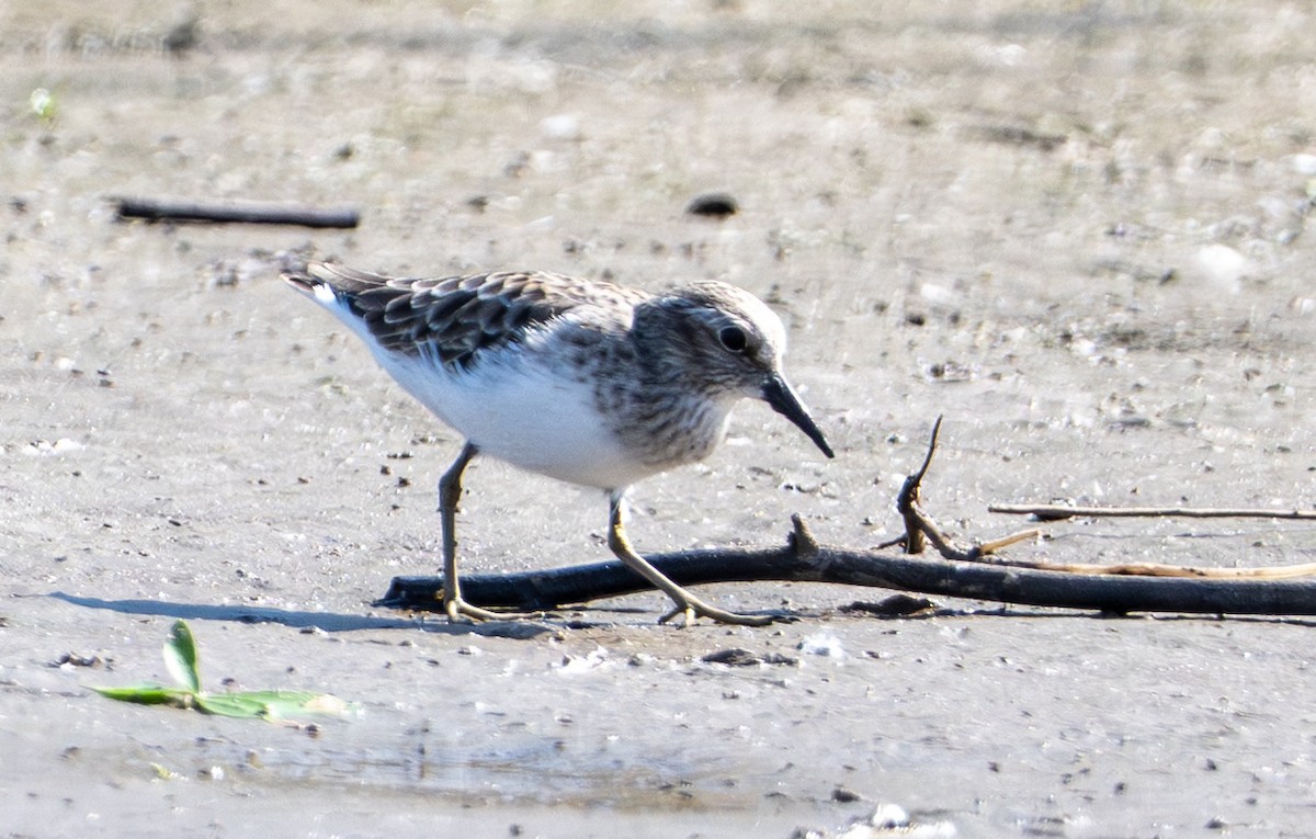 Least Sandpiper - ML646524362