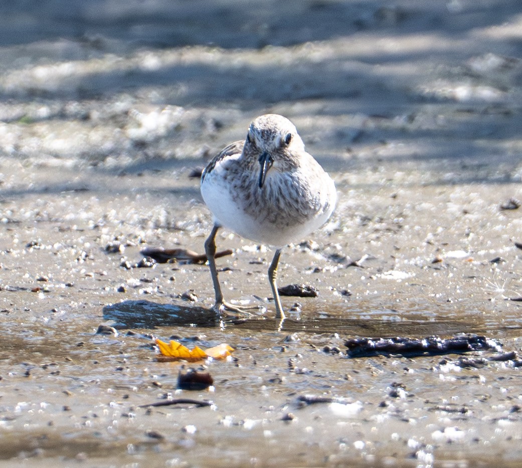 Least Sandpiper - ML646524363