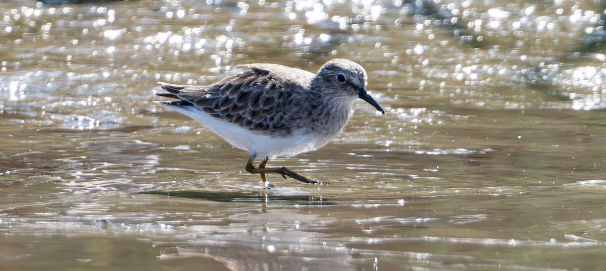 Least Sandpiper - ML646524364