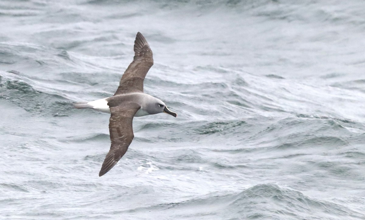 Boz Başlı Albatros - ML646524365