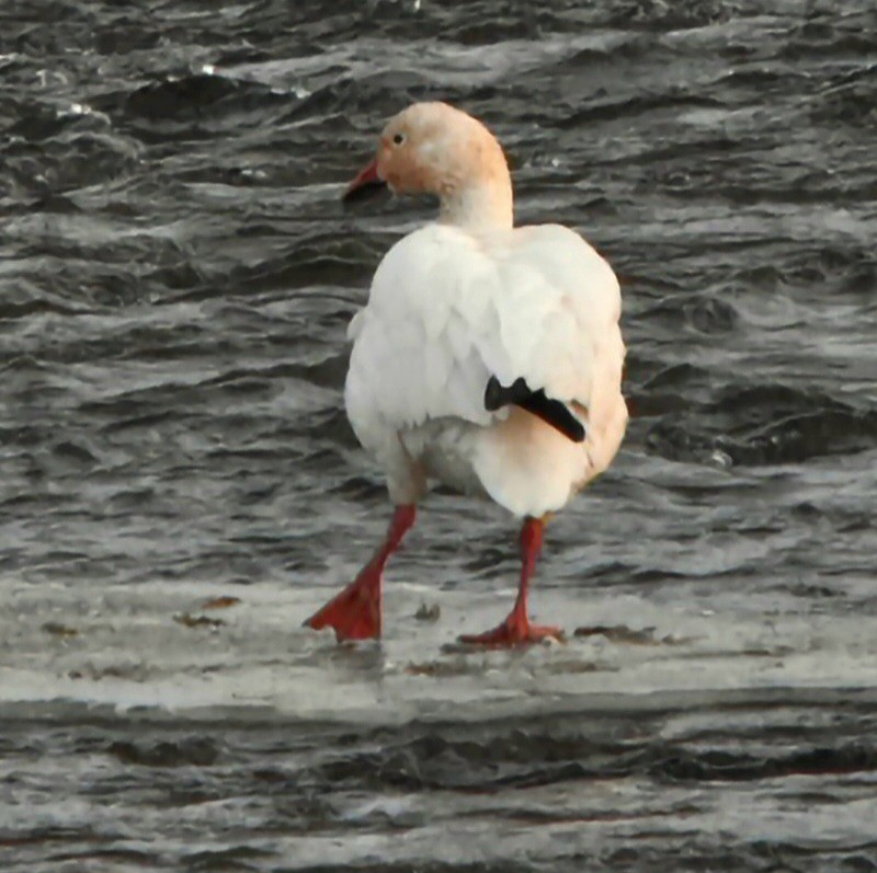 husa sněžní - ML646524366