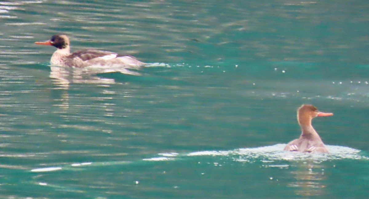 Tarakdiş - ML646524367