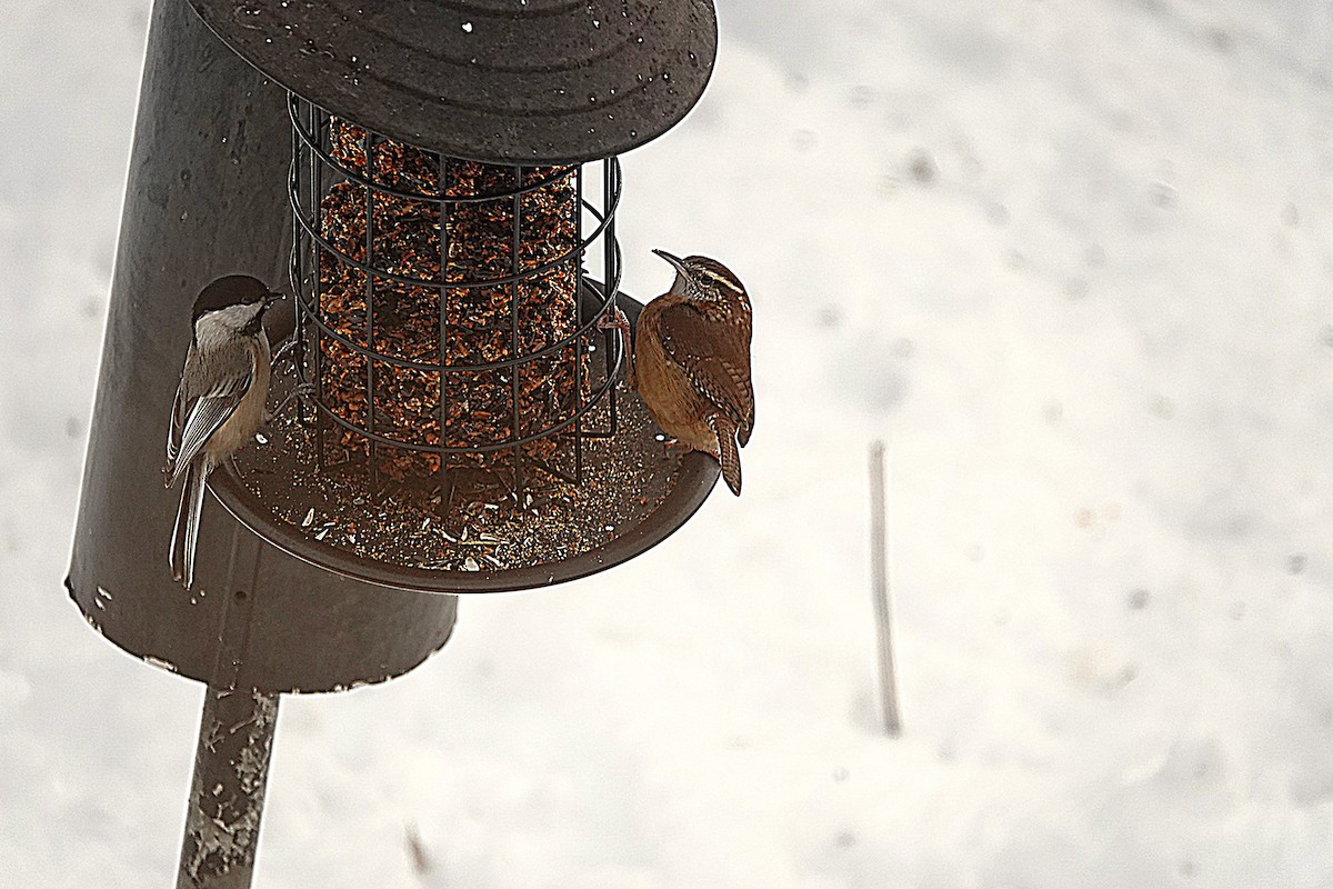 Carolina Wren - ML646524368