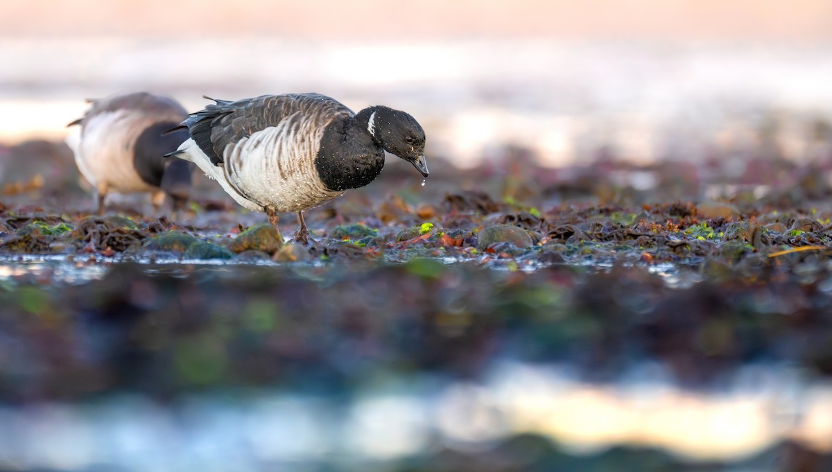 Brant (Pale-bellied) - ML646524369