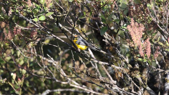 Spectacled Redstart - ML646524372