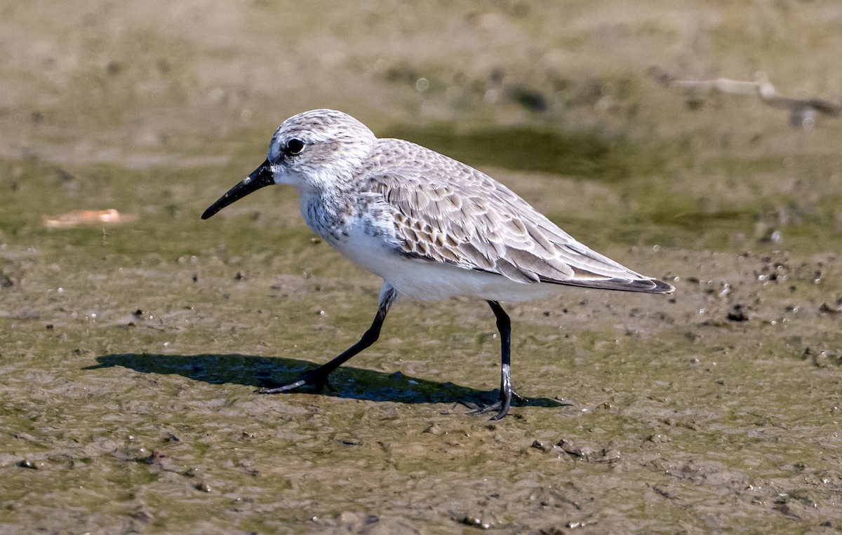 Western Sandpiper - ML646524375