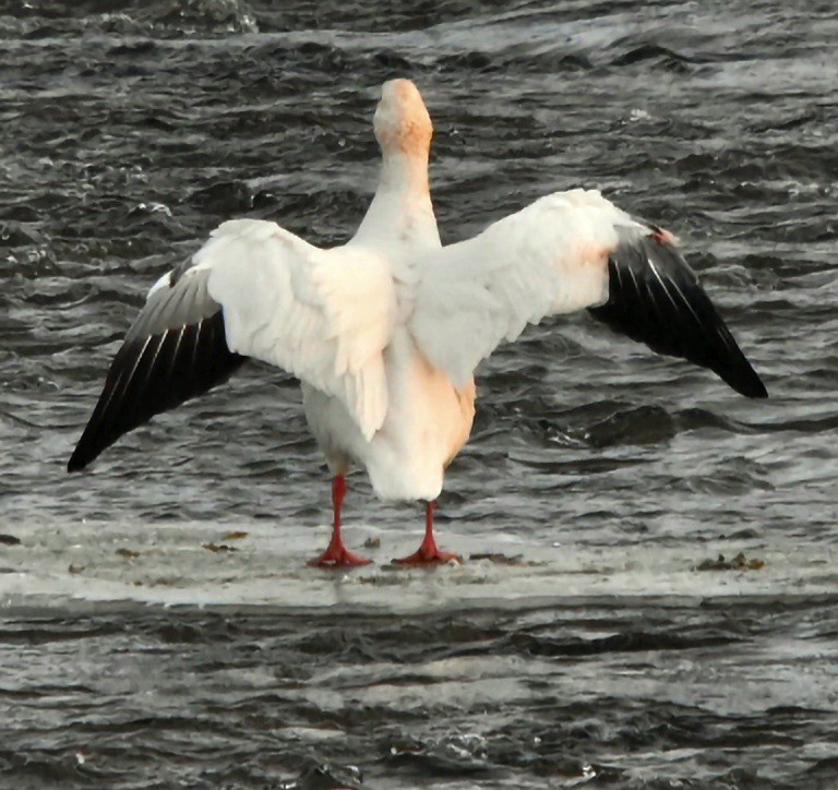 husa sněžní - ML646524376