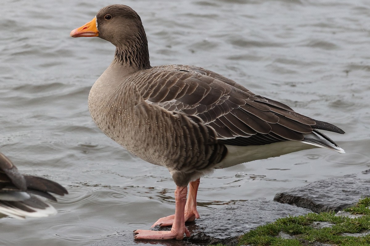 Graylag Goose - ML646524377