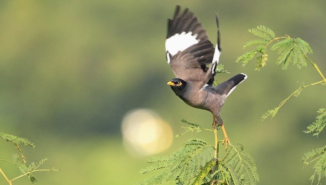 Common Myna - ML646524379