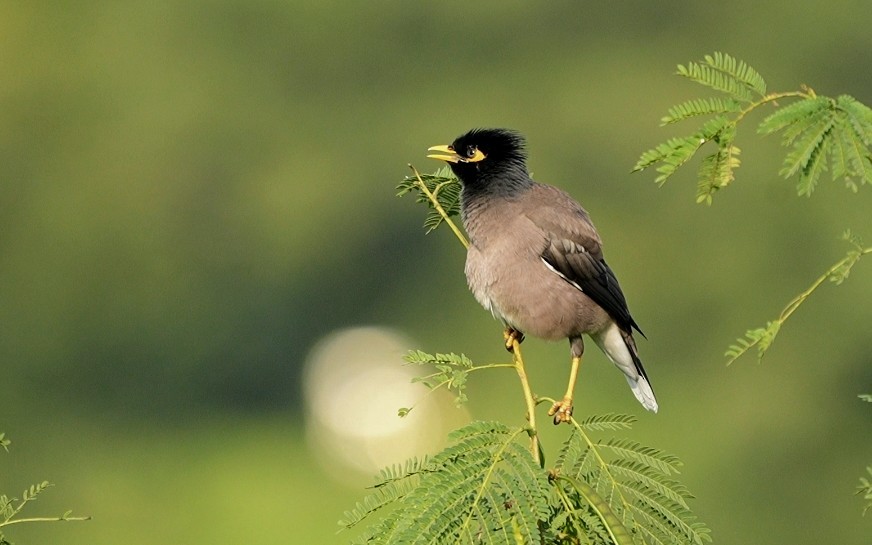 Common Myna - ML646524380