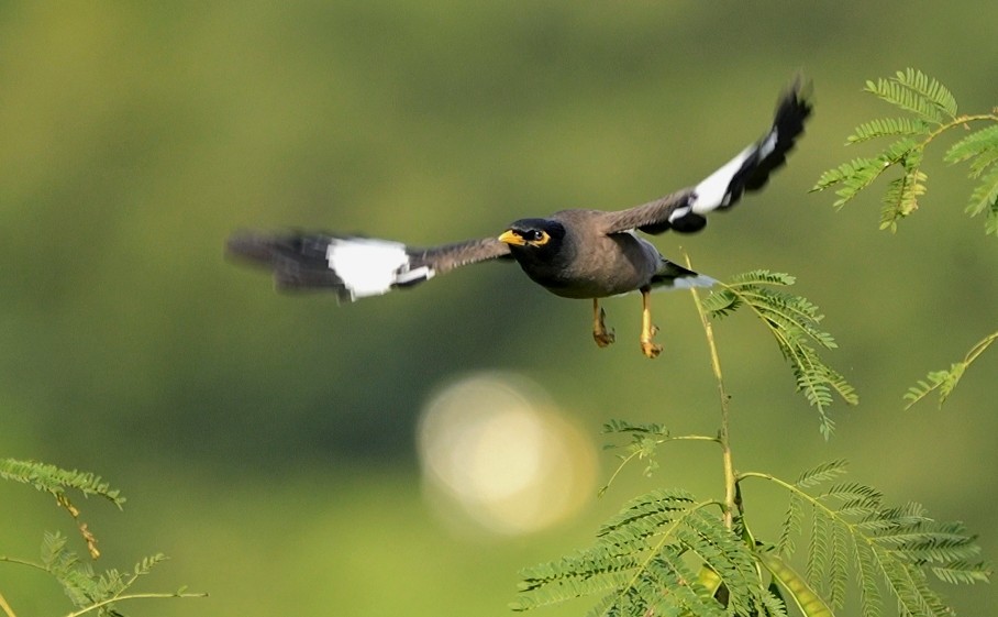 Common Myna - ML646524381