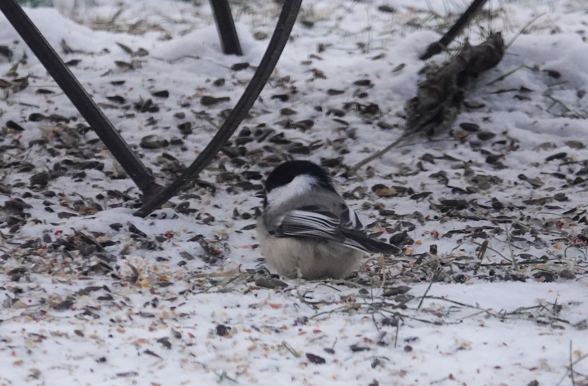 Black-capped Chickadee - ML646524382
