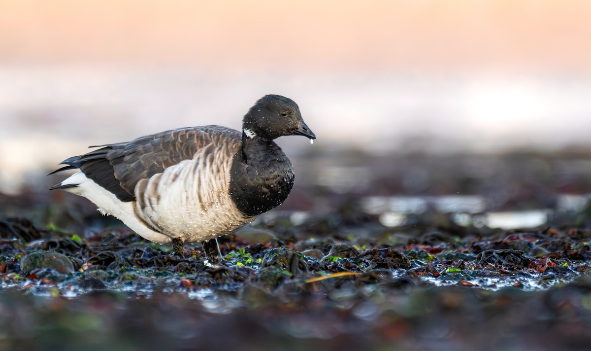 Brant (Pale-bellied) - ML646524383