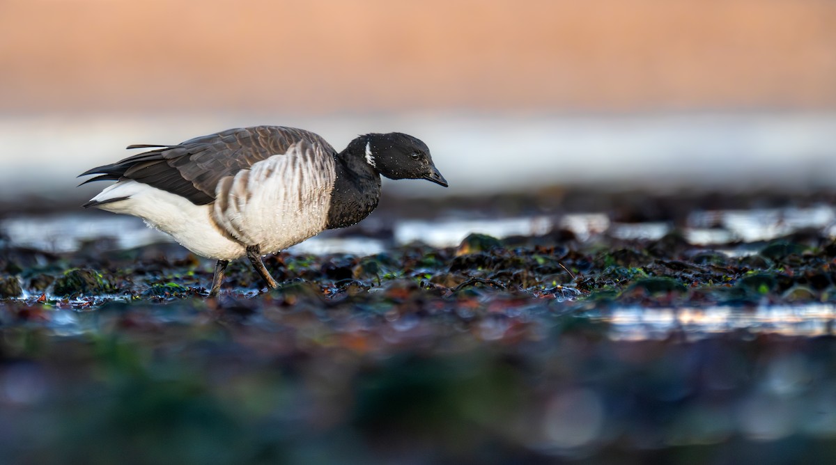 Brant (Pale-bellied) - ML646524385