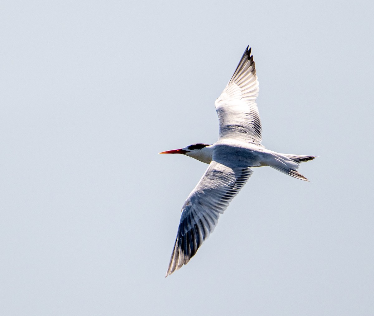 Royal Tern - ML646524386
