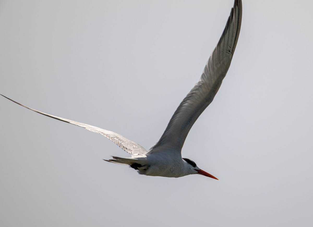 Royal Tern - ML646524387