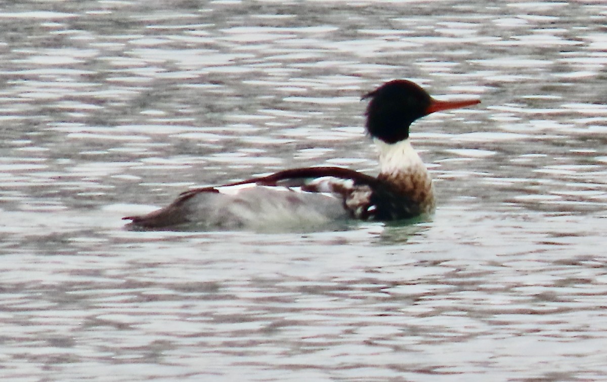 Tarakdiş - ML646524393