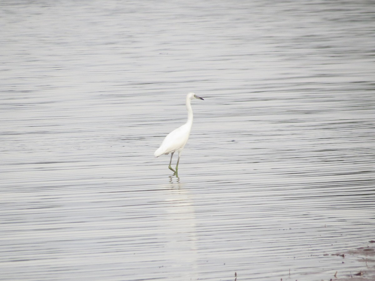 Little Blue Heron - ML646524394