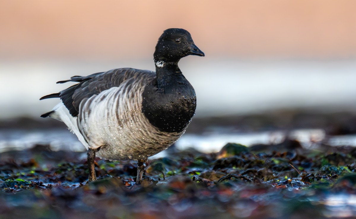 Brant (Pale-bellied) - ML646524403