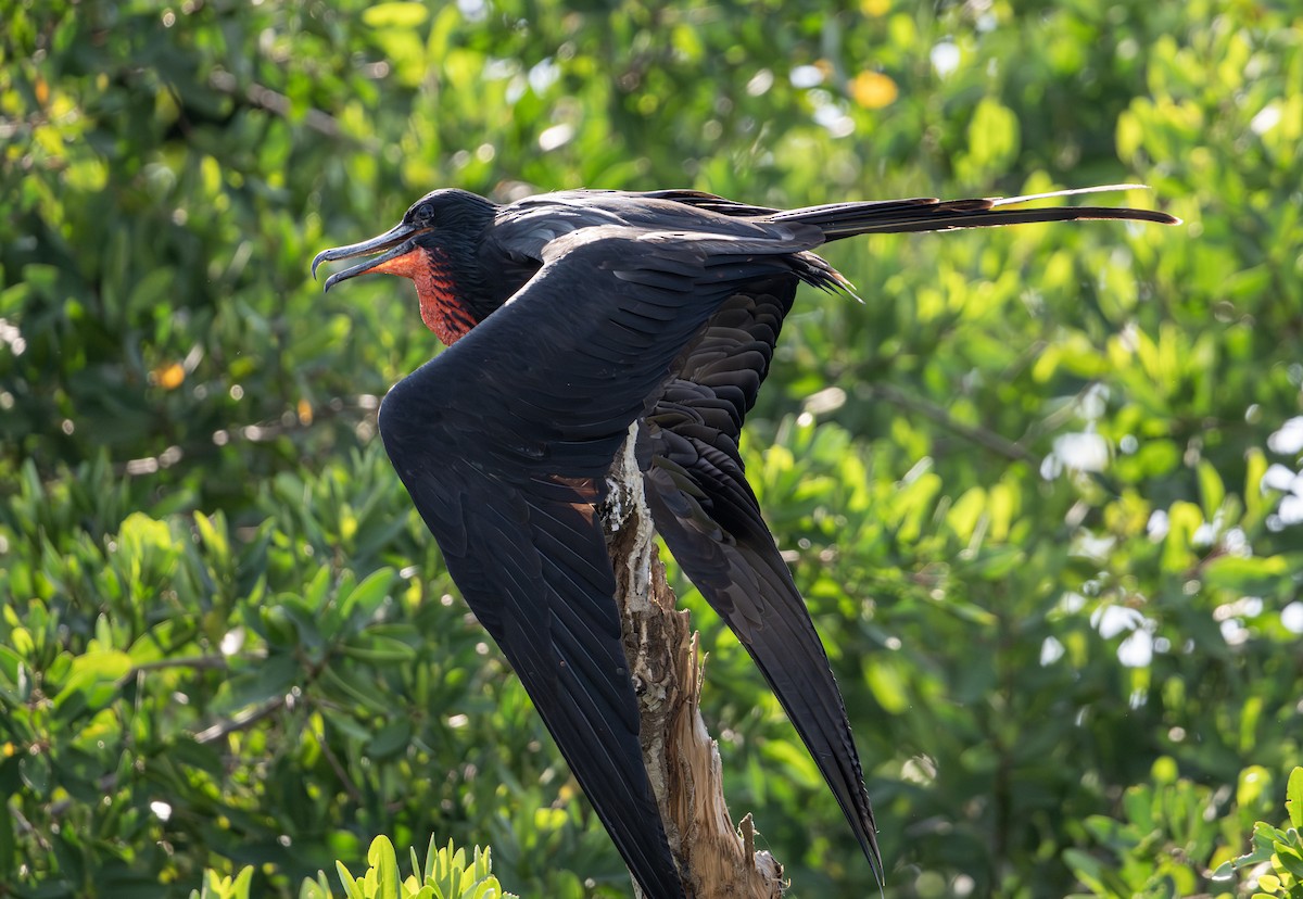 Magnificent Frigatebird - ML646524404