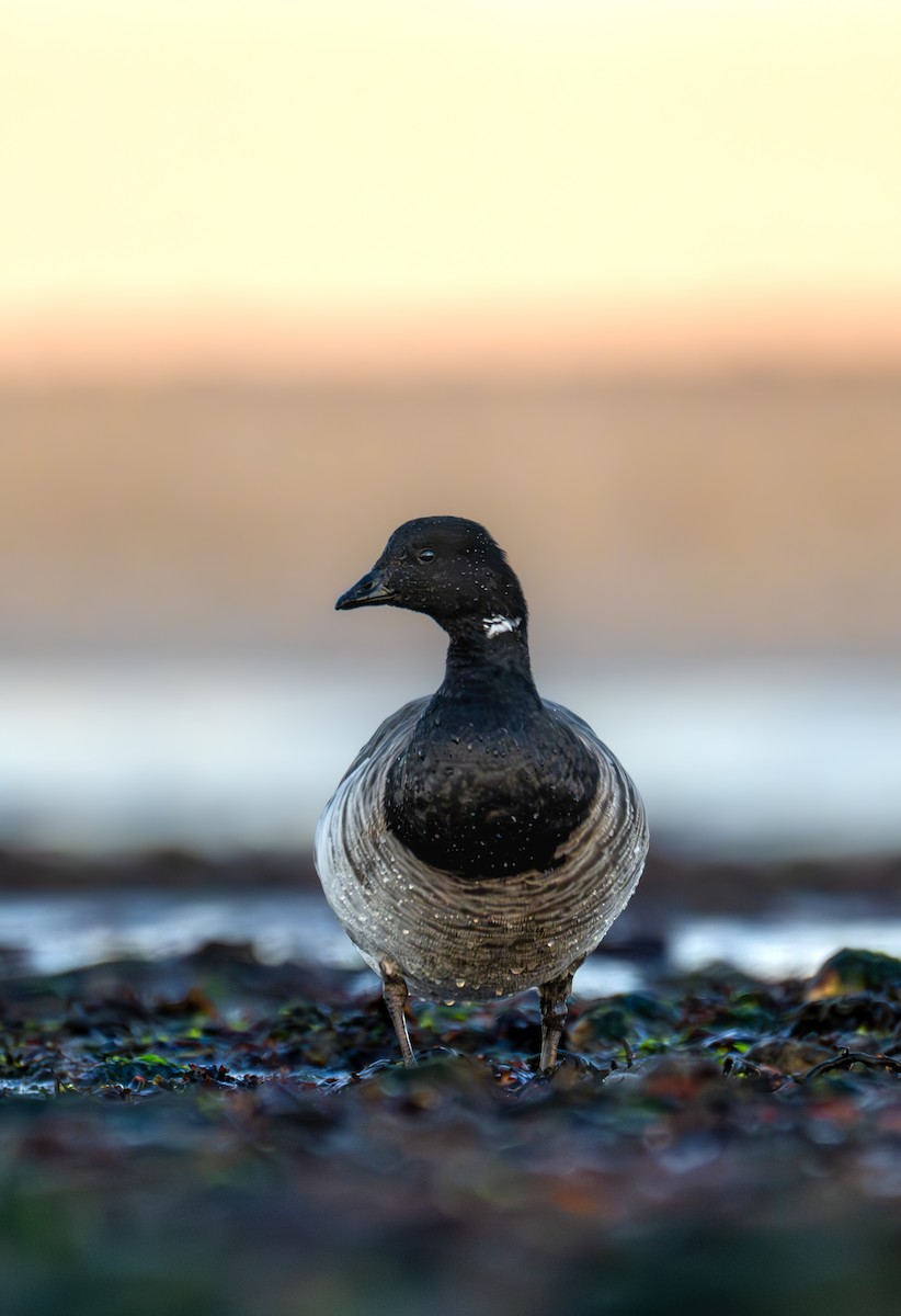 Brant (Pale-bellied) - ML646524407