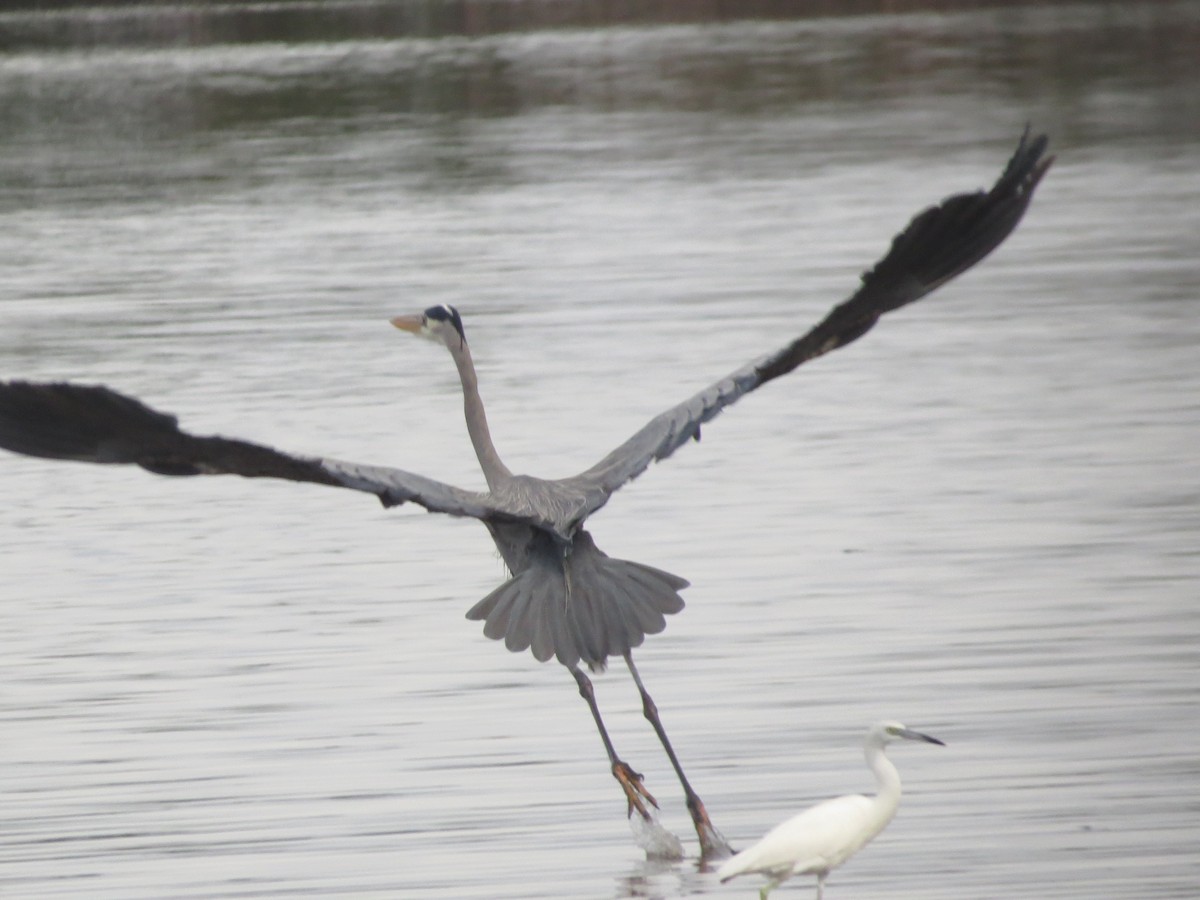 Great Blue Heron - ML646524408