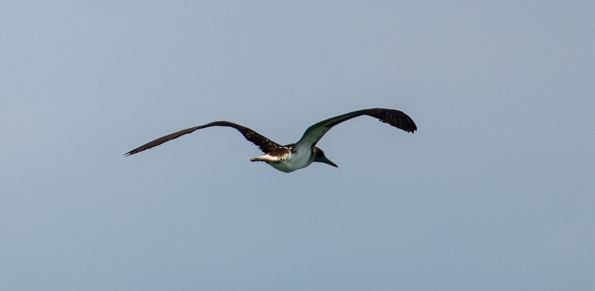 Cocos Booby - ML646524412