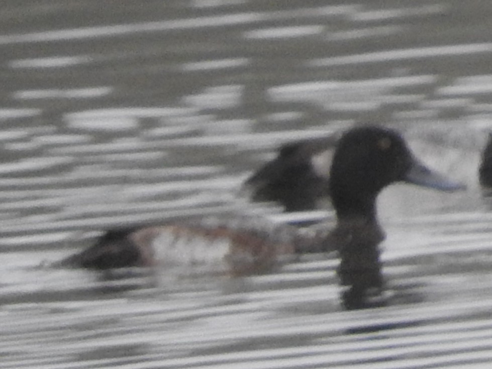 Greater Scaup - ML646524413