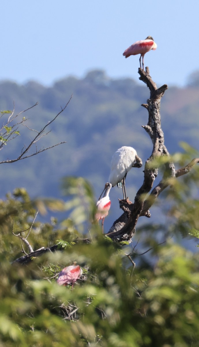 Tantale d'Amérique - ML646524415