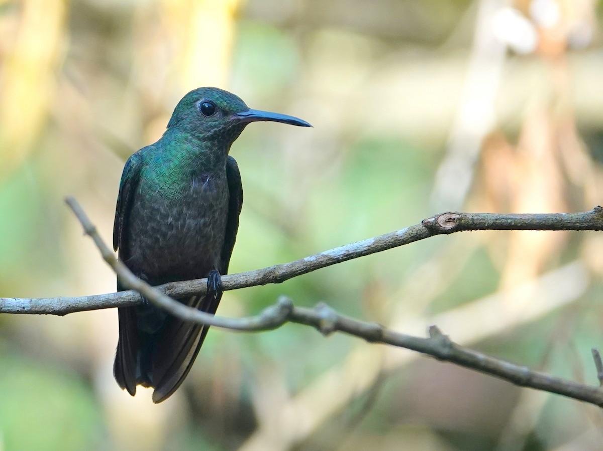 Colibrí de Cuvier - ML646524416