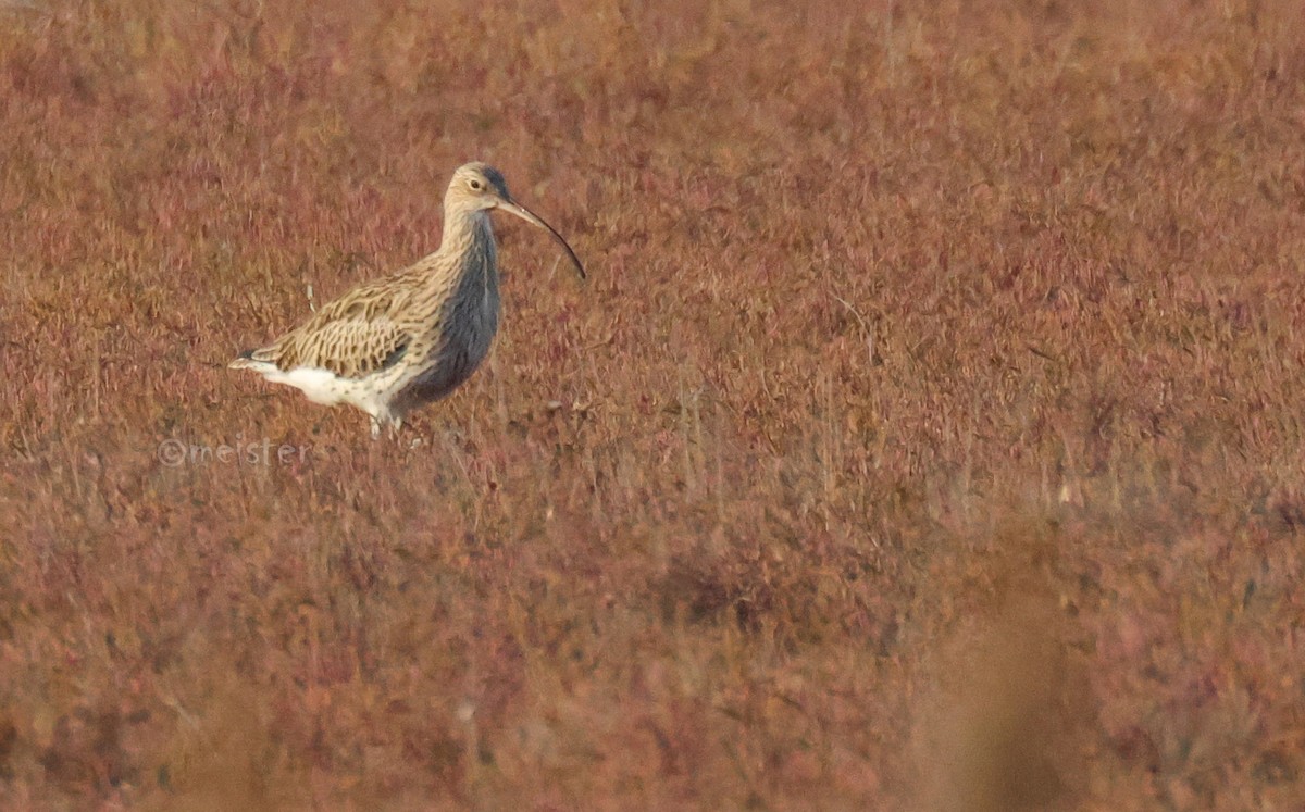 Eurasian Curlew - ML646524418