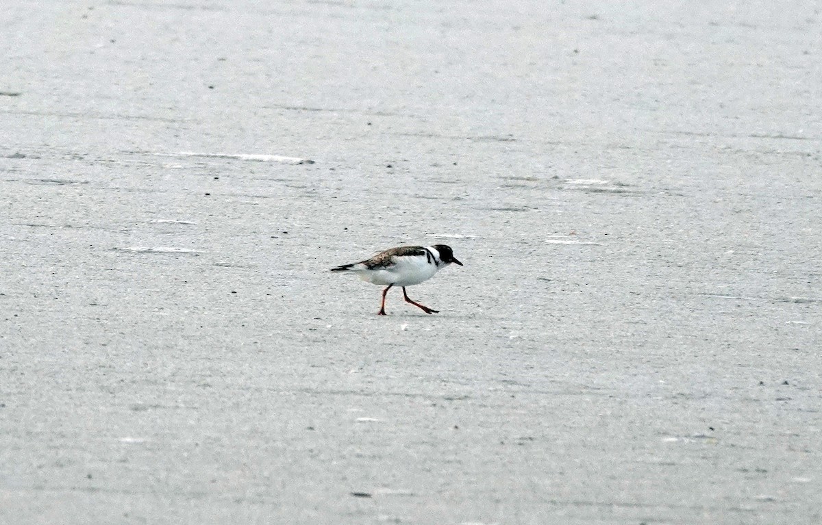 Hooded Plover - ML646524426