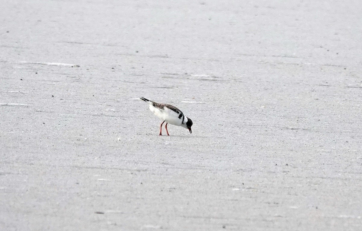 Hooded Plover - ML646524427