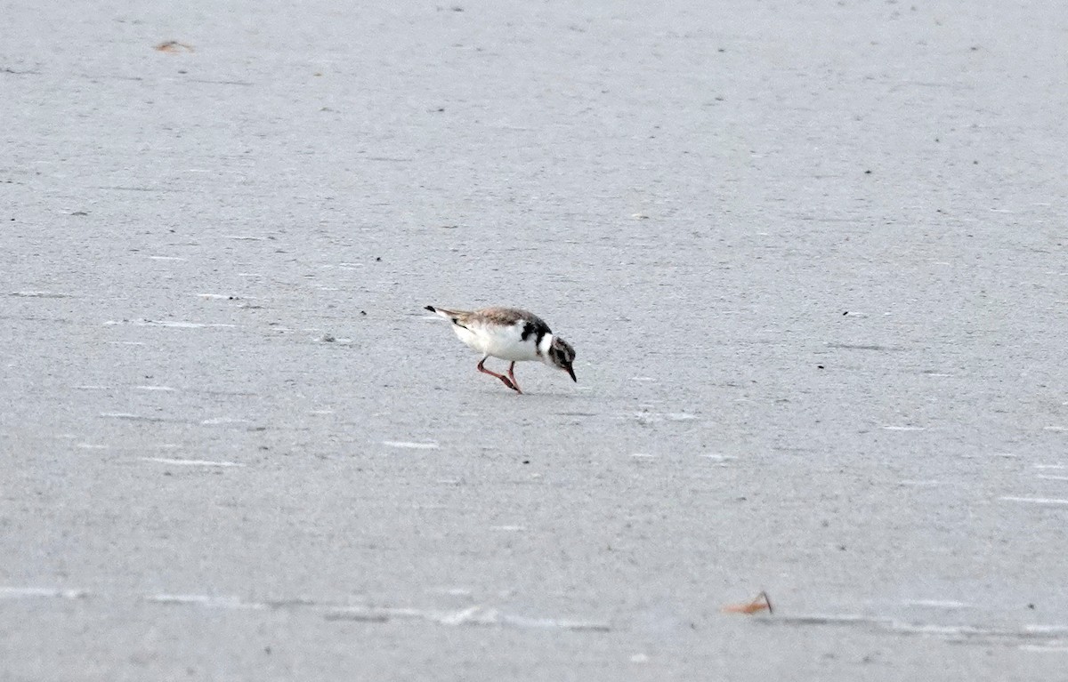 Hooded Plover - ML646524428